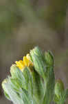 Soft goldenaster